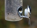 Black Capped Chickadee Perched at a Bird Feeder