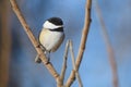 Black-capped chickadee on a branch. Poecile atricapillus