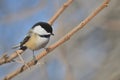 Black-capped chickadee on a branch. Poecile atricapillus
