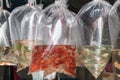 Red Molly fish or Moonfish in the plastic bag.