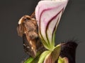 Poecilocampa populi on orchid