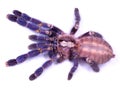 Poecilotheria metallica spider