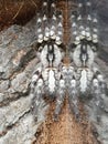 Tarantula spider. Poecilotheria regalis. Indian Ornamental Tarantula