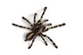 Poecilotheria regalis tarantula isolated on white background