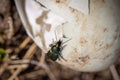 Poecilus cupreus beetle crawls on a broken goose egg Royalty Free Stock Photo