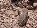 Poekilocerus bufonius vittatus, toxic desert grasshopper