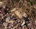 Poekilocerus bufonius vittatus, toxic desert grasshopper