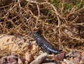 Poekilocerus bufonius vittatus, toxic desert grasshopper