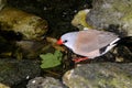 Poephila acuticauda, shaftail finches