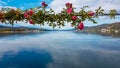 Poertschach - Roses with a scenic view on Lake Woerth in Carinthia, Austria Royalty Free Stock Photo