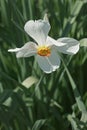 Poet daffodil Actaea flower