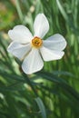 Poet daffodil Actaea flower