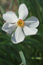 Poet daffodil Actaea flower