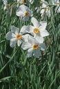 Poet daffodil Actaea flowers