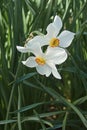 Poet daffodil Actaea flowers