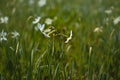 Poet`s narcissus, daffodil field, two daffodils