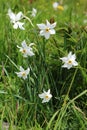 Poet`s narcissus, Ecrins National Park in the french Hautes-Alpes