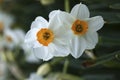 Poet`s Narcissus, narcissus poeticus