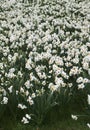 Poet`s Narcissus, narcissus poeticus, Flower Bed