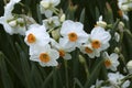 Poet`s Narcissus, narcissus poeticus, Flower Bed