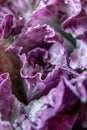 A poetic close-up of a purple cabbage leaf