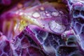 A poetic close-up of a purple cabbage leaf