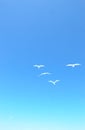 Poetic flight of white birds