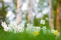 Poeticus daffodils, Narcissus poeticus Actaea