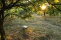 Poetry book under tree Royalty Free Stock Photo