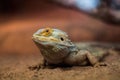 Pogona in a desert.