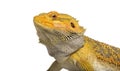 Pogona lizard , 11 months old