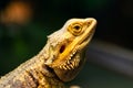 Pogona vitticeps, the central or inland bearded dragon, is a species of agamid lizard occurring in a wide range of arid to