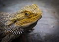 Pogona vitticeps, the central or inland bearded dragon