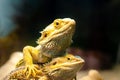 Pogona vitticeps, the central or inland bearded dragon, is a species of agamid lizard occurring in a wide range of arid to