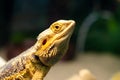 Pogona vitticeps, the central or inland bearded dragon, is a species of agamid lizard occurring in a wide range of arid to