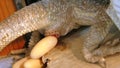 Pogona vitticeps deposing eggs