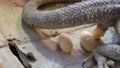 Pogona vitticeps deposing eggs