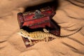 Pogona vitticeps lizard. Australian bearded dragon lizard. Agama lizard lies in an open treasure chest on a sand Royalty Free Stock Photo