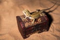 Pogona vitticeps lizard. Australian bearded dragon lizard. Agama lizard lies in an open treasure chest on a sand Royalty Free Stock Photo