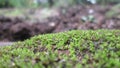 Pogonatum is a genus of mosses.commonly called spike moss.