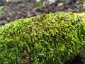 Pogonatum moss (Spike moss) thriving on a rubber tree root.