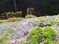 How the Pogonatum plant grows on an embankment