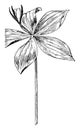 Pogonia affinis vintage illustration
