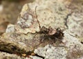 Pogonocherus hispidus on linden wood