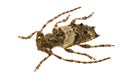 Pogonocherus pepa