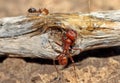 Pogonomyrmex worker ant Royalty Free Stock Photo