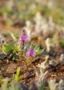 Pogostemon deccanensis also known as Jambhli Manjiri is a small erect acquatic herb which have hairy purple stamens protrude out