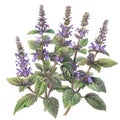 Pogostemon, Pachouli, Cablin Medicinal Perfume Plant, Pachouli Drawing