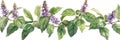 Pogostemon, Pachouli, Cablin Medicinal Perfume Plant, Pachouli Drawing