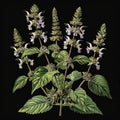 Pogostemon, Pachouli, Cablin Medicinal Perfume Plant, Pachouli Drawing